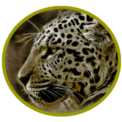 Extinct mammals